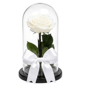 ROSA PRESERVADA BLANCA